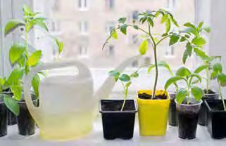 In der Wohnung Tomaten kann man aus Samen heranziehen. Das geht gut in der Wohnung. Sie brauchen dafür einen sonnigen Platz am Fenster.