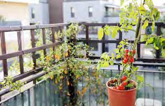 Auf dem Balkon Tomaten wachsen in die Höhe. Ihnen reicht ein Topf oder ein Kasten.