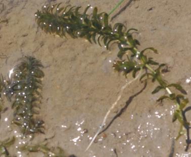 Nuttalls Wasserpest (Elodea nuttalli) und Kanadische Wasserpest (Elodea canadensis)* Die Wasserpest kommt ursprünglich aus Amerika und hat sich erst kürzlich in ganz Europa ausgebreitet.