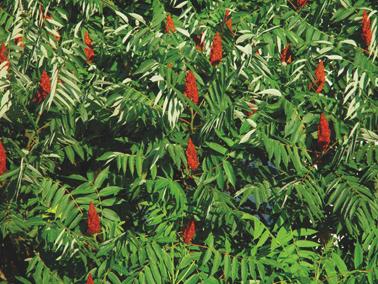 Essigbaum (Rhus typhina)* Der Essigbaum ist ein verwilderter Baum, der lokal dichte Bestände bildet und die einheimische Vegetation verdrängt.