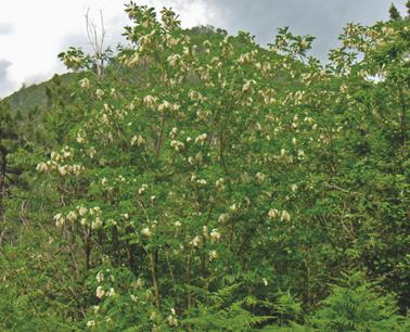 Robinie (Robinia pseudoacacia) Wurde als Bienenweide, Zier- und Forstbaum aus Amerika eingeführt.
