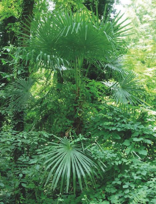 Hanfpalme (Trachycarpus fortunei) Diese ostasiatische Palme breitet sich in Waldlichtungen effizient aus und behindert die natürliche Waldverjüngung.