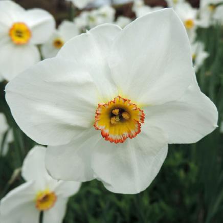 Dankbar jedes Jahr blühend. Narcissus poeticus actaea Weiss mit gelbem Auge.
