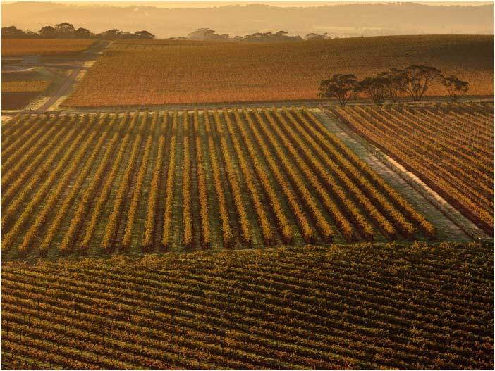 Australien Die weltweite Weinproduktion 50