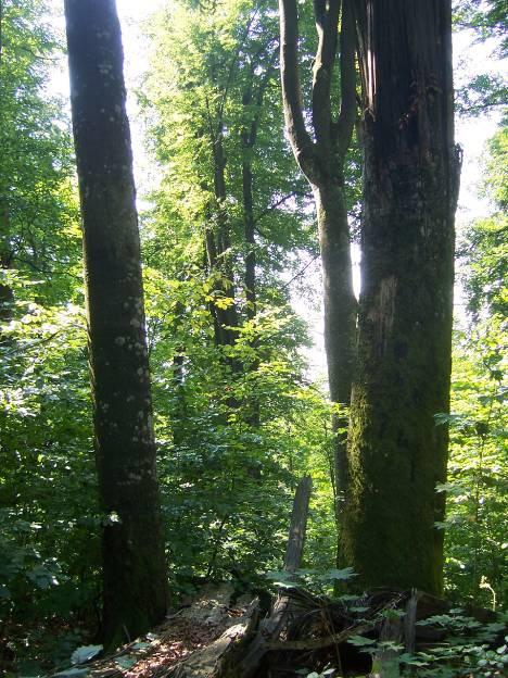 Plan B CO 2 -Senke: -Moore -Alte/(Ur-) Wälder -Boden-Humus in der ökologischen Landwirtschaft Klimaschutz Plan B Natur
