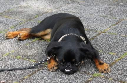 Hundegruppe mit großen und kleinen