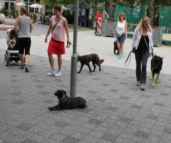 Alle Mensch-Hund-Teams konnten die