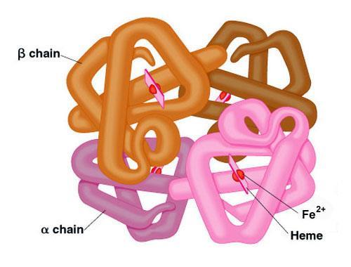 Hämoglobin-Formen Hämoglobin- Formen Globinketten- Zusammensetzung Gower 1 ζ 2 ε 2 Gower 2