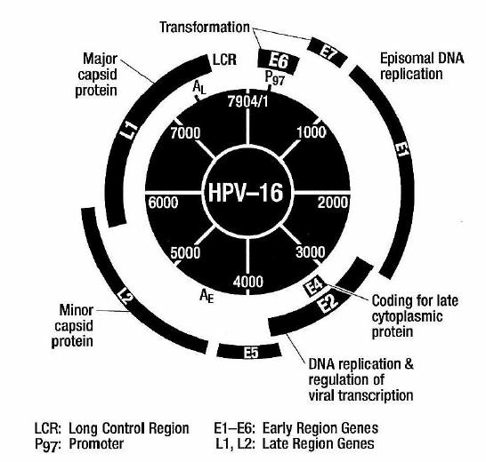 HPV-Genom