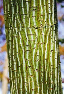 NATUR & PFLANZEN Gehölze 2 3 1 1 Spektakulär: der Schlangenhaut-Ahorn Acer rufinerve. 2 Acer griseum besitzt eine zimtbraune Rinde, die sich in papierdünnen Streifen aufrollt.