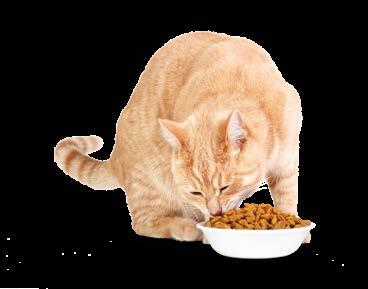 Geschmacksrichtungen. Füttern Sie Ihre Katze mehrmals täglich zu fixen Zeiten.