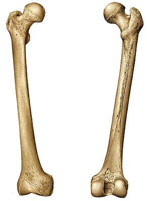 Oberschenkelknochen (Femur) Hüftkopf Großer Rollhügel (Trochanter major) kleiner Rollhügel