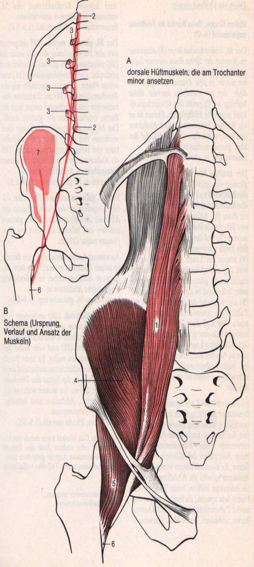 M. psoas major (grosser Lendenmuskel) + M. iliacus (Darmbeinmuskel) M.
