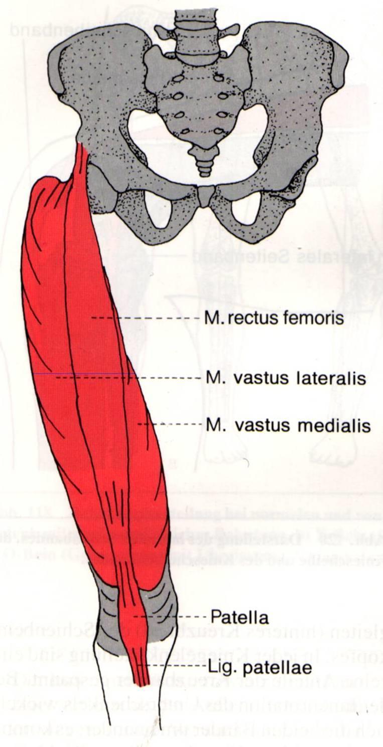 M. rectus femoris (gerader Oberschenkelmuskel) starker Hüftgelenks-Beuger zweigelenkig: Hüftbeugung + Kniestreckung (gr.