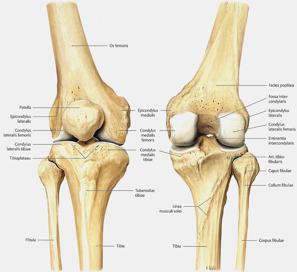 Kniegelenk: Anatomische