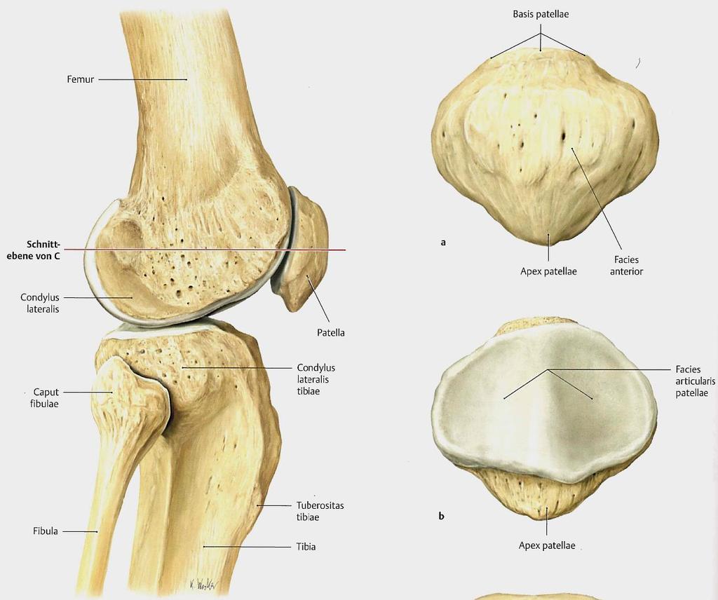 Kniegelenk: Anatomische