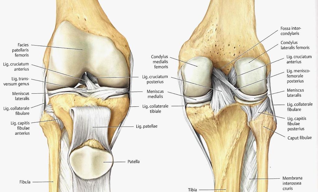 Kniegelenk: Anatomische und funktionelle Aspekte: Bandstrukturen und Menisci vorderes Kreuzband hinteres