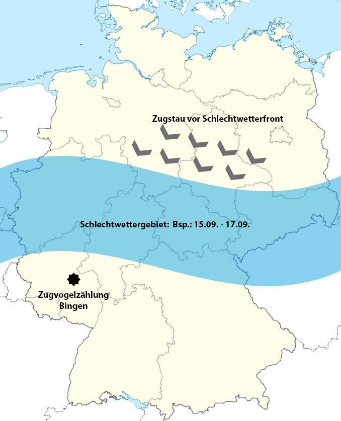 Jahresdynamik Unterschiede zwischen Erfassungsjahren Beispiel Zugvögel - Schlechtwetterphasen können zum Zugstau führen - Zugvogelzählungen am Standort Bingen