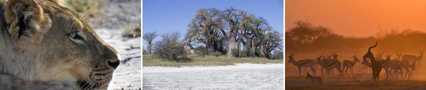 4. Tag: Von den Salzpfannen nach Maun Am Morgen besuchen wir die Baines Baobabs.
