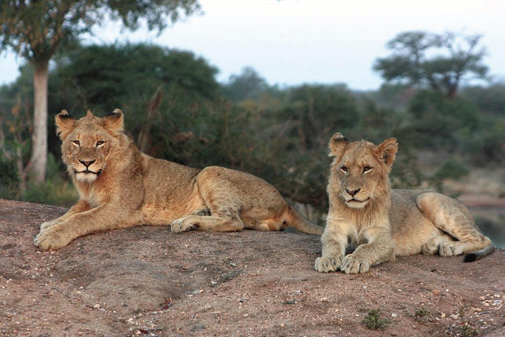 Tag 10: Abreise Heute heißt es Abschied nehmen von Botswana. Transfer zum Flughafen oder individuelle Anschlussverlängerung mit einem Aufenthalt in Namibia, Kapstadt oder z. B. zum Badeurlaub auf Mauritius.