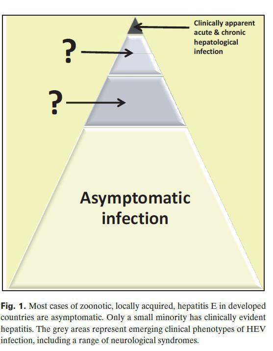 HEV Genotyp 3 Meistens asymptomatischer Verlauf oder dann aber milde selbstlimitierende Symptomatik (0.1 1.