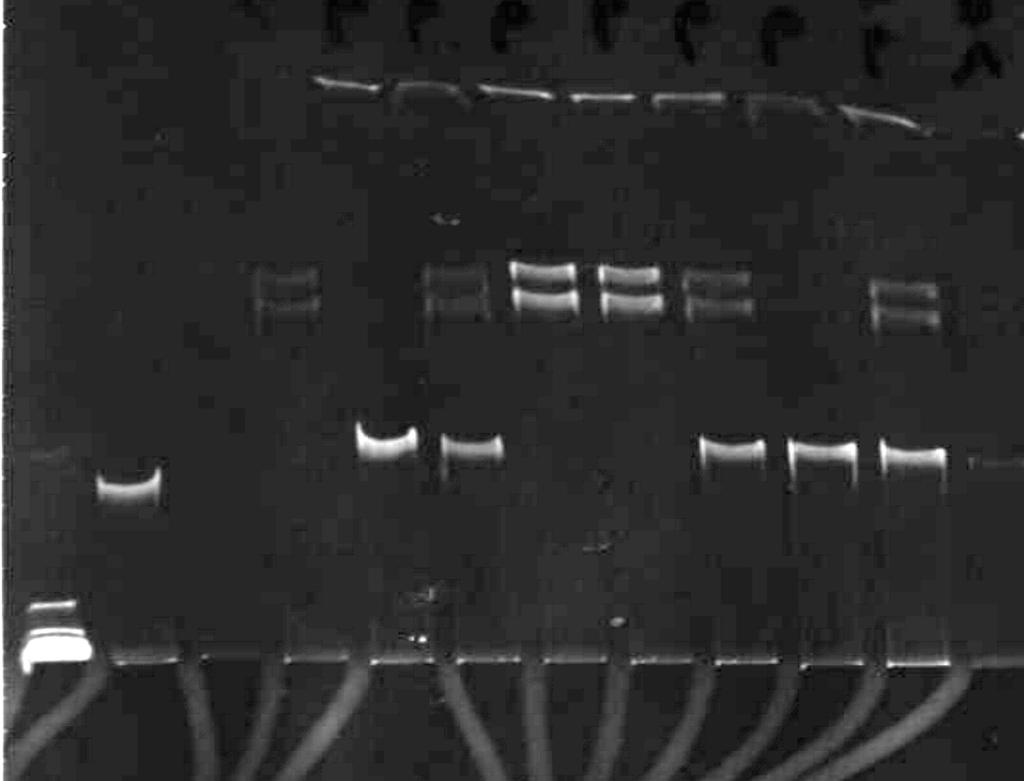 TGG CCAC-3 ; Boehringer Mannheim Biochemica), 3,3 mm Tris-Acetat (ph 7,9), 1 mm Mg- Acetat, 6,6 mm K-Acetat, 0,05 mm Dithiothreitol, sowie 8 µl des PCR-Produkts in einem Gesamtvolumen von 10 µl bei