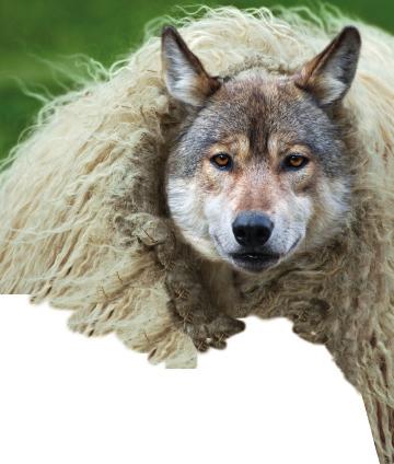 Behandlung Prolaris entdeckt den Wolf im Schafspelz Der erste prognostische Test, der die Tumorbiologie offen legt.
