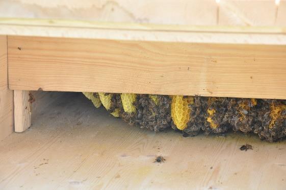 Die Bienenkiste kann mit etwas handwerklichem Geschick selbst gebaut werden, auf Sonderausstattung kann weitgehend verzichtet werden.