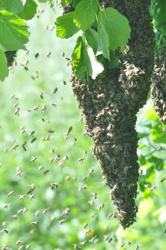 Die Biologie der Honigbiene Die westliche Honigbiene (Apis mellifera) gehört mit einigen Unterarten zur natürlichen Insektenwelt Mitteleuropas.