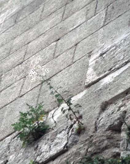DIETMAR BRANDES (2008): Notizen zur Stadtflora von Istanbul (Türkei) 2/10 Mauerbewuchs in der Altstadt (in Nähe des überdeckten Basars) mit Parietaria judaica und Tanacetum parthenium mit Diplotaxis