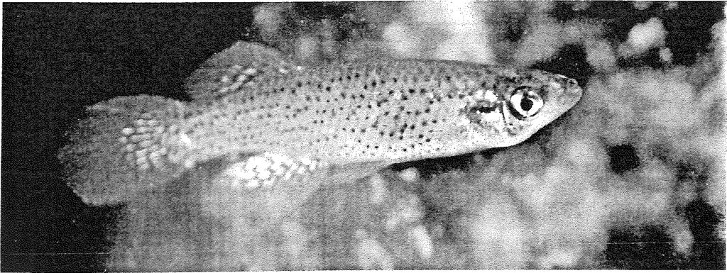 Kaltwasserfische und Fische der Subtropen * AKFS-aktuell 22/2009-17 F. blairae, Männchen, Houston. Foto: R. Wendel. Fundulus lineolatus - der Aggressive. F. lineolatus ist eine prächtige Art, bei der Männchen und Weibchen eine völlig unterschiedliche Zeichnung tragen.