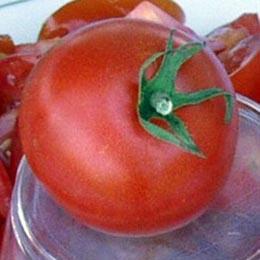 Diese Tomatensorte bringt kompakte dünntriebige Pflanzen von 110-130 cm Höhe.