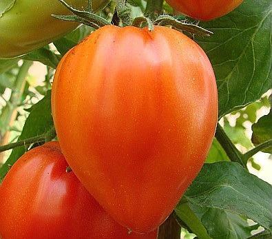 frisch * Rarität Chinesische Mao 20 Korn Robuste Freiland-Tomate 