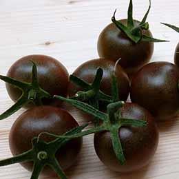 T5112. T5113. Braune Cherry Purple Calabash Fruchtfarbe : braunrot Fruchtfarbe : mahagonifarben Fruchtgröße : ca.
