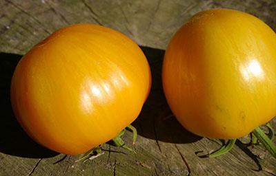 Amish Gold Roughwood Golden Plum Fruchtfarbe : orange Fruchtfarbe : gelborange Fruchtform/Typ : Romatomate - länglichrund