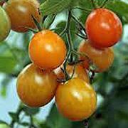 10-40 Gramm Fruchtgröße : ca. 10-50 Gramm Eine süßaromatische, leuchtend orangene Cherrytomate.