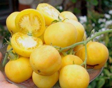 Garden Peach Hawaiian Pineapple Fruchtfarbe : cremegelb Fruchtfarbe : gelborange Fruchtgröße : ca.