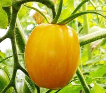 außergewöhnlich lachsfarbene Früchte hervorbringt. Mitunter tauchen auch breitrunde Früchte auf. Wapsipinicon Peach" ist eine Pfirsischtomate.