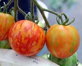 T5500. T5501. Csikos Botermo Chocolate Stripes gelb orange gestreift Fruchtfarbe : braunrot mit grünen Streifen Fruchtgröße : ca.