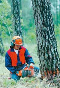 Grundlagen der Schwachholzaufarbeitung: Fällung und Aufarbeitung von Schwachholz, Schnitttechniken bei Vor- und Rückhängern, sicherer Umgang mit hängen gebliebenen Bäumen, Entasten und Einschneiden.