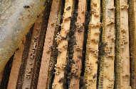 Schwächling ist erstarkt, der Starke schwarmvorbeugend geschröpft unerwartet schwache aber gesunde Völker (hier 425 Bienen, 1