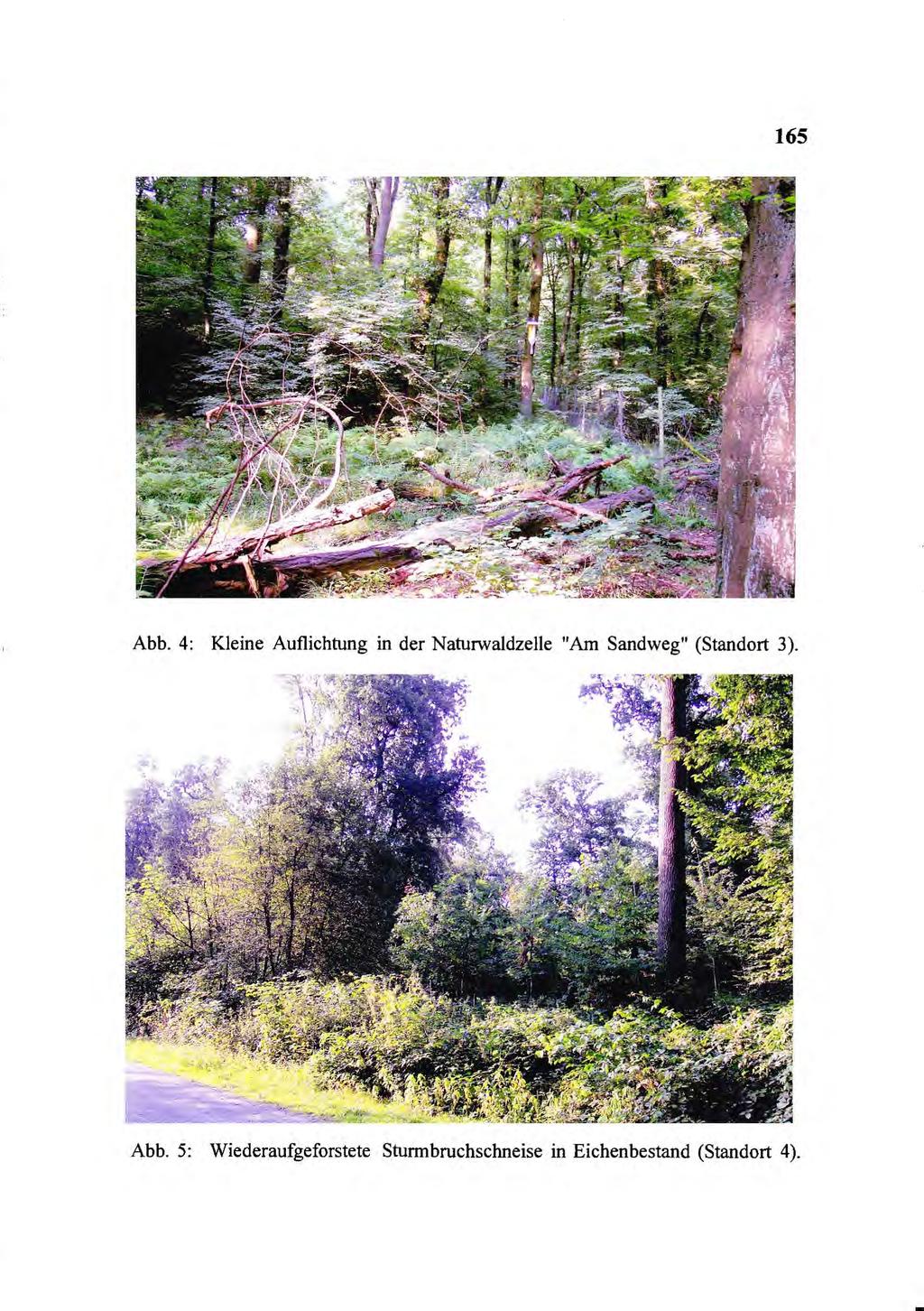 65 Abb. 4: Kleine Auflichtung in der Naturwaldzelle "Am Sandweg" (Standort 3).