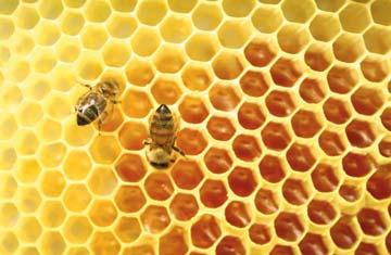 Honigsorten werden in naturbelassenen