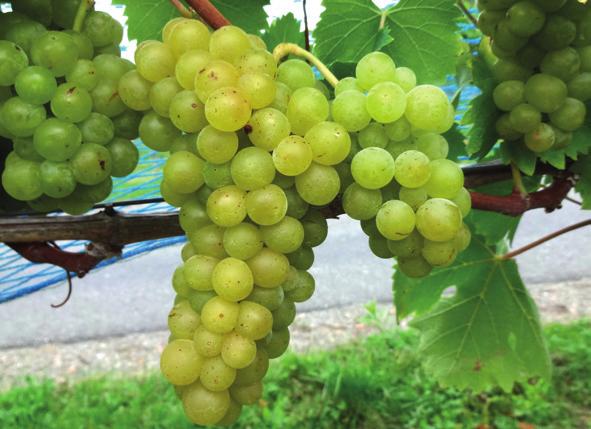 B 1-5 Dieser Klon wurde vom Weingut Seiler (Rust, Leithaberg) in das Dringlichkeitsprojekt Zertifiziertes Pflanzgut eingebracht und vom VÖR zur amtlichen Anerkennung gebracht.