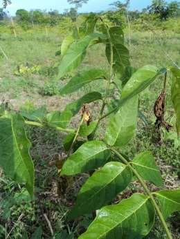 Waldbauliche Effekte: Verringerung des Befalls von Cedrela odorata durch Hypsipyla grandella Wahrscheinlichkeit dass ein Baum auf der Freifläche befallen wird 4x höher als in Kombination mit Maniok