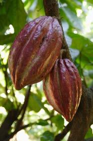 Da die Bohnen viel Fett enthalten, entsteht dabei eine dickflüssige Kakaomasse. Aus dieser Masse wird die Schokolade gemacht.