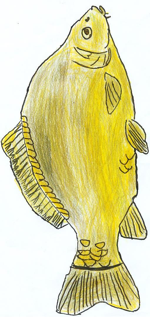 Karpfen (Cyprinus carpio) Karpfen haben eine hochrückige Körperform mit langgezogener Rückenflosse. Das zahnlose Maul ist von vier Barteln umgeben und kann nach vorne hin vorgestülpt werden.