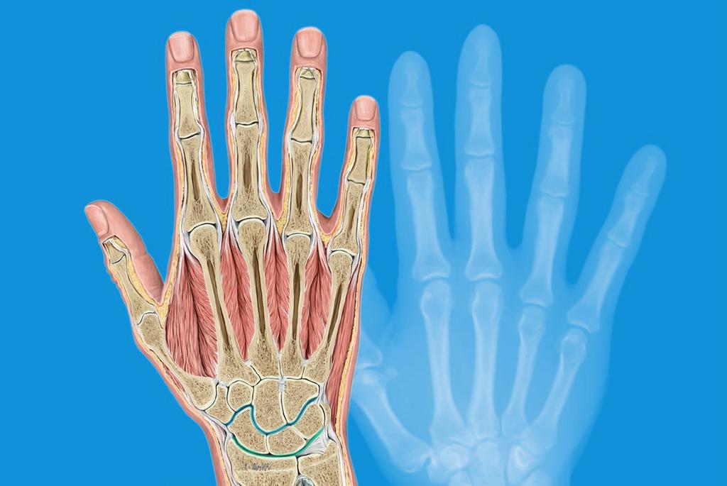 63 Schwerpunkt Das instabile Handgelenk Karpale Instabilitäten Anatomie, Biomechanik und Pathologie Die Hand ist komplex und sensibel. Durch diese Komplexität ist sie anfällig für Störungen.