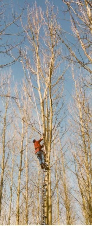 Züchtung mit Pappeln der Sektion Populus erste züchterische Selektionen wuchskräftiger Bäume setzte 1935 mit dem Auffinden triploider Aspen ein mit steigender Nachfrage der Zündholzindustrie Beginn