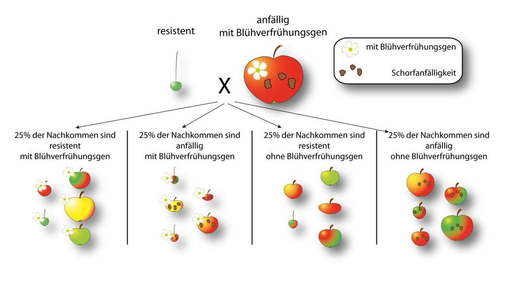 Apfelzüchtung: Blühverfrühung Early flowering-gen und Resistenzgen sind auf verschiedenen Chromosomen: unabhängige Vererbung 4 Gruppen von Nachkommen